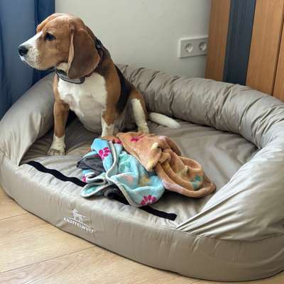 Hundebett ohne Reißverschluss-Beitrag-Bild
