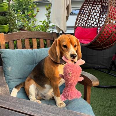 Hundetreffen-Spiele-Treffen unter Beagles-Bild