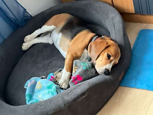 Hundebett-Beitrag-Bild