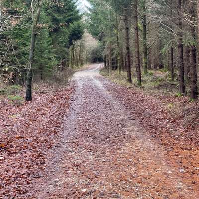 Hundeauslaufgebiet-Waldperlach / Wald Trudering-Bild