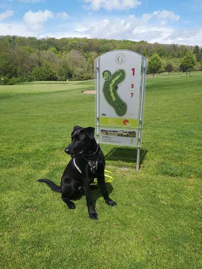 Schäferhund-Beitrag-Bild