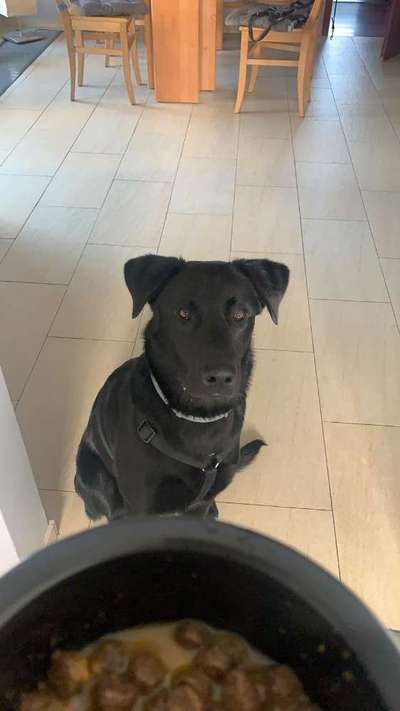 Schäferhund-Beitrag-Bild