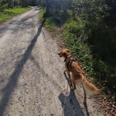 Hundetreffen-Gemeinsamer Spaziergang-Bild