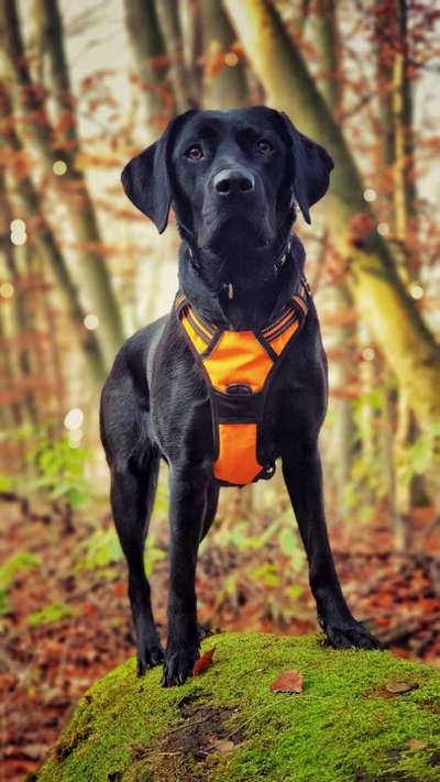 Hund und Natur-Beitrag-Bild