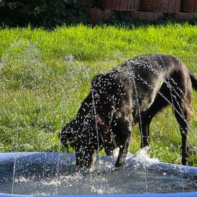 Der perfekte Hundegarten-Beitrag-Bild