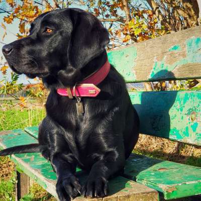 Dogorama Photo Challenge - Gassipause-Beitrag-Bild