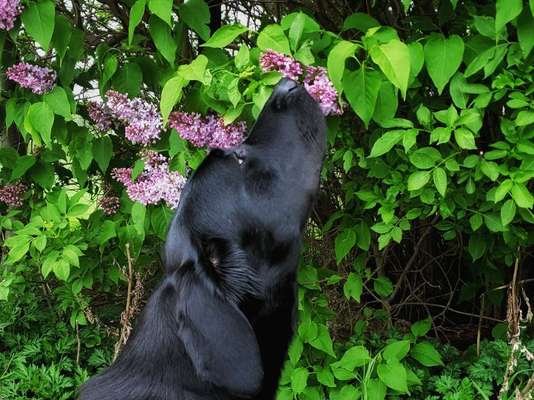 63. Handyfotochallenge   * Nase dran ! *-Beitrag-Bild