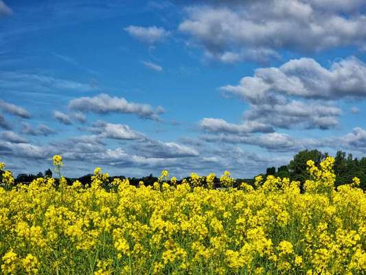Die wunderschöne Welt mit Hund.-Beitrag-Bild