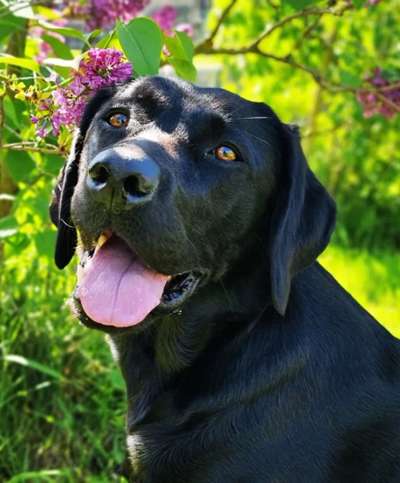 Hunde Porträt (Portrait) Galerie....-Beitrag-Bild