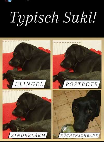 Zeigt her eure Labbis!-Beitrag-Bild