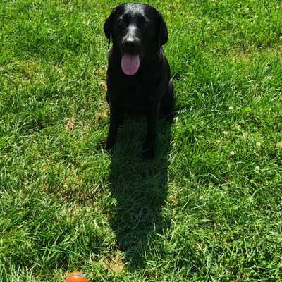 Warum sind meine Hunde bei Hitze so?-Beitrag-Bild