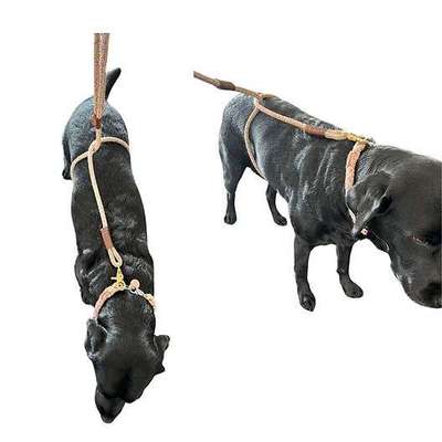 Österreich - Verbot von Angriffs- und Beißtraining (Privatpersonen)-Beitrag-Bild