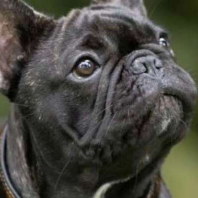 Qualzucht - Warum Aufklärung alleine nicht reicht-Beitrag-Bild