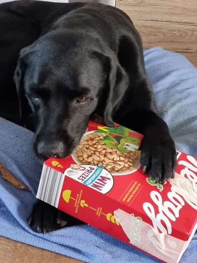 Tipps, Tricks, Klatsch und Tratsch über den Labrador-Beitrag-Bild