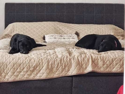 Darf der Hund bei Euch im Bett schlafen?-Beitrag-Bild