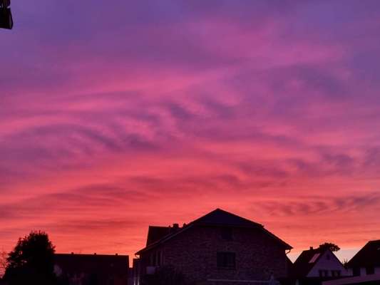 Die wunderschöne Welt mit Hund.-Beitrag-Bild