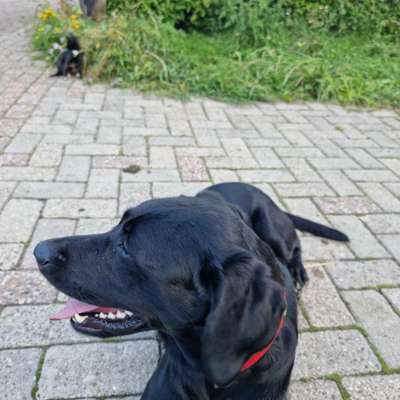 Tipps, Tricks, Klatsch und Tratsch über den Labrador-Beitrag-Bild