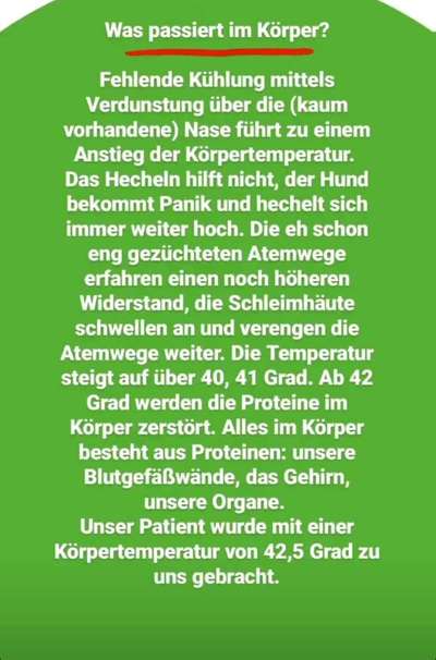 Brachycephale Hunderassen-Beitrag-Bild