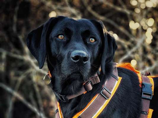 Immer der Nase nach - die schönsten Jagdhund-Bilder-Beitrag-Bild