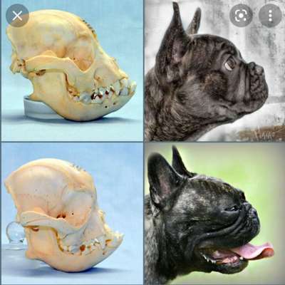Brachycephale Hunderassen-Beitrag-Bild