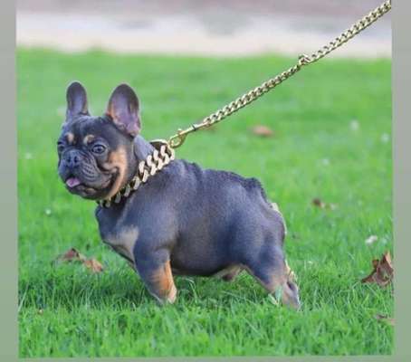 Brachycephale Hunderassen-Beitrag-Bild