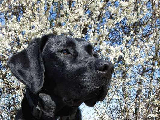 Hund und Natur-Beitrag-Bild