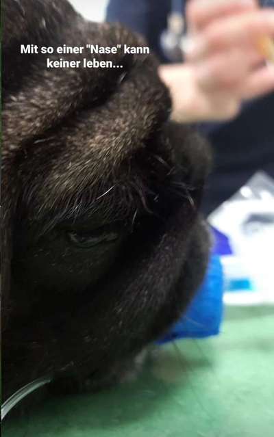 Brachycephale Hunderassen-Beitrag-Bild