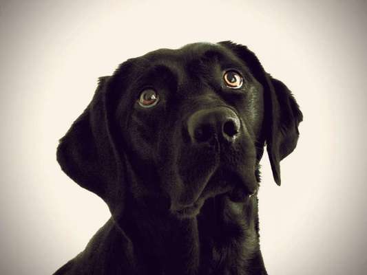 Ab wann ist man zu alt für einen Hund?-Beitrag-Bild