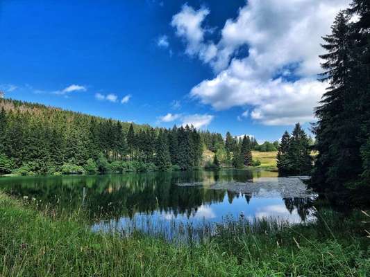 Die wunderschöne Welt mit Hund.-Beitrag-Bild
