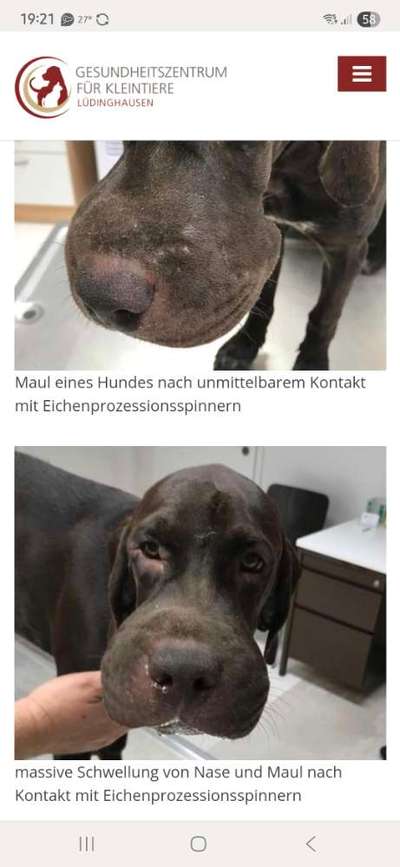 ⚠️🐛 Eichenprozessionsspinner – echte Gefahr für Hunde oder unnötige Panikmache?-Beitrag-Bild