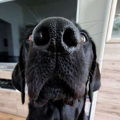 Zeigt mir die tollste Nahaufnahme von eurer Fellnase-Beitrag-Bild