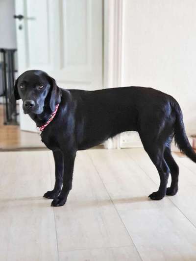 Was ist ein Anfängerhund?-Beitrag-Bild