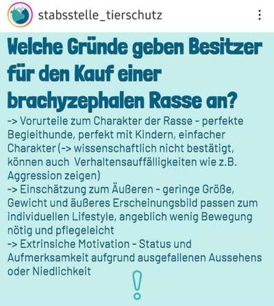 Brachycephale Hunderassen-Beitrag-Bild