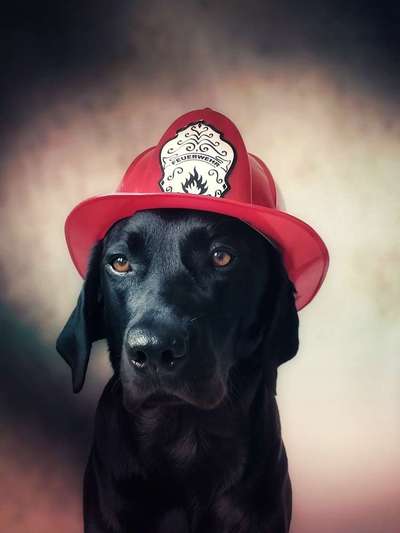 33. Handy Foto Challenge - Verkleidung deines Hundes-Beitrag-Bild