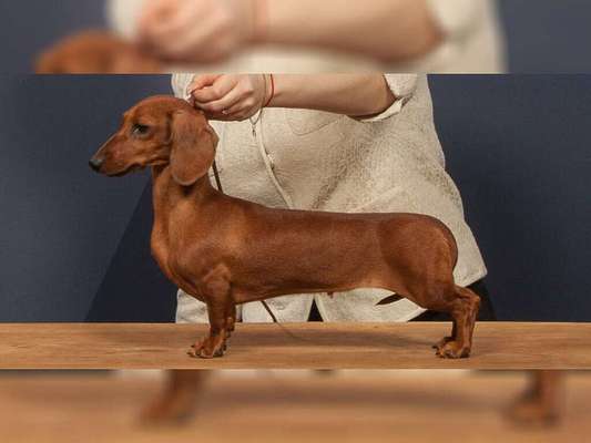 Große Dackel-Parade in Regensburg geplant - Was denkt ihr?-Beitrag-Bild