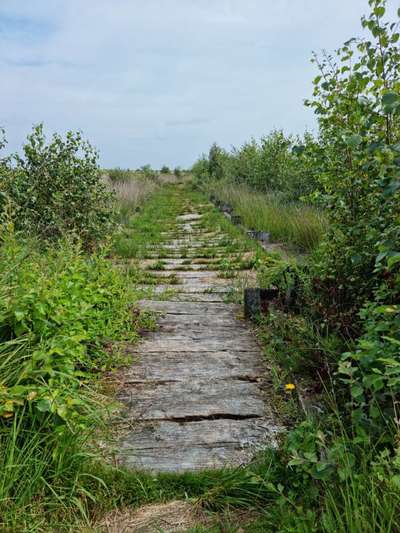 Die wunderschöne Welt mit Hund.-Beitrag-Bild