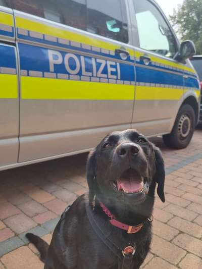 Promille-Grenze beim Führen von Hunden-Beitrag-Bild