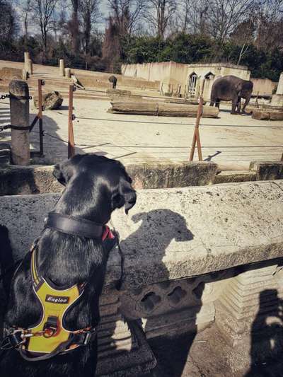 Die Lieblingsrunde eures Vierbeiners-Beitrag-Bild