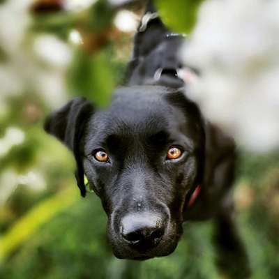 Dogorama Photo Challenge - Frühlingserwachen-Beitrag-Bild