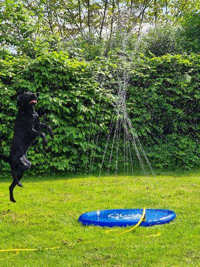 59. Handy Foto Challenge: Mein Hund und das springende Wasser-Beitrag-Bild