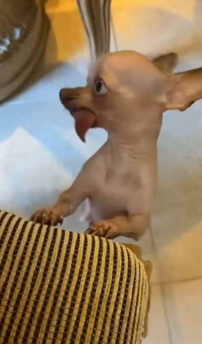 Brachycephale Hunderassen-Beitrag-Bild