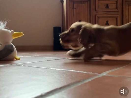 Handy Video Challenge Nr.36 Indoorbespaßung-Beitrag-Bild