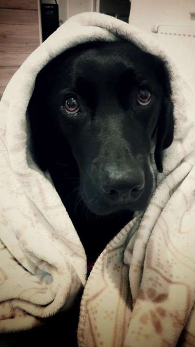 Labradorfans-Beitrag-Bild