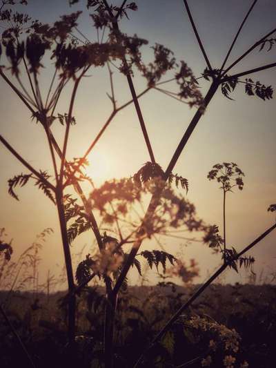 Die wunderschöne Welt mit Hund.-Beitrag-Bild