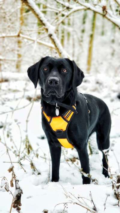 Die Dogorama Kalender Challenge Teil 2/4-Beitrag-Bild