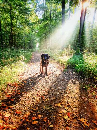 Hund und Natur-Beitrag-Bild