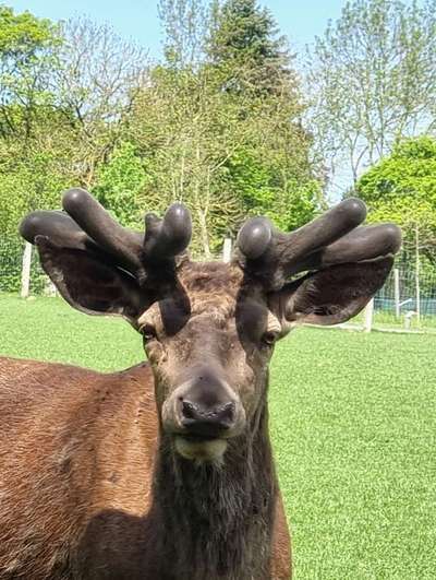 Die wunderschöne Welt mit Hund.-Beitrag-Bild