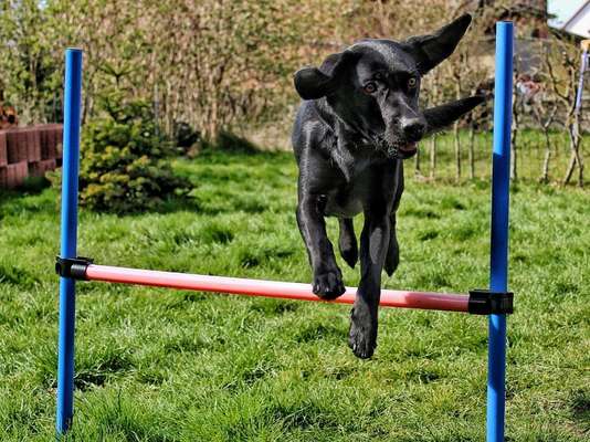 61. Handyfotochallenge - der springende Hund-Beitrag-Bild