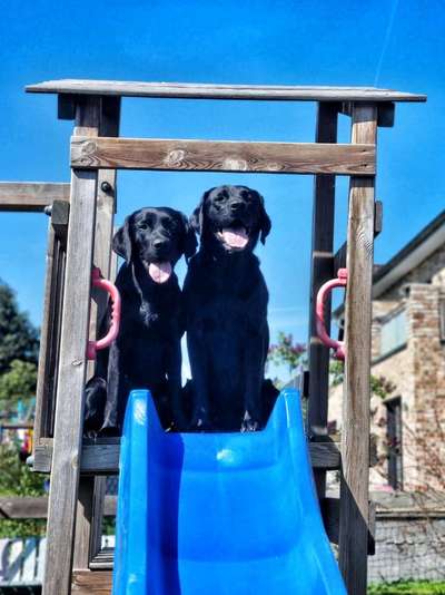 Was machen eure Hunde, wenn sie nicht schlafen?-Beitrag-Bild