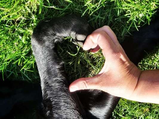 Fotowettbewerb "Liebeserklärung an deinen Hund!"-Beitrag-Bild